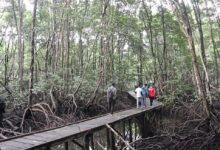 Kawasan Bontang Mangrove Park