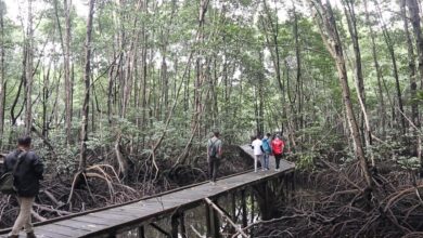Kawasan Bontang Mangrove Park