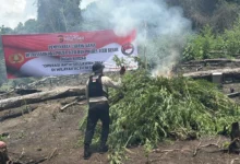 Polda Aceh menemukan dan memusnahkan ladang ganja seluas 20 hektare yang tersebar di beberapa titik di kawasan Lampanah, Kabupaten Aceh Besar.