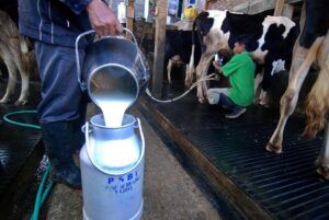 Produksi kebutuhan susu nasional