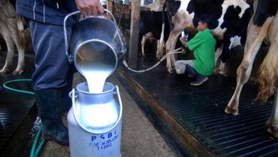 Produksi kebutuhan susu nasional