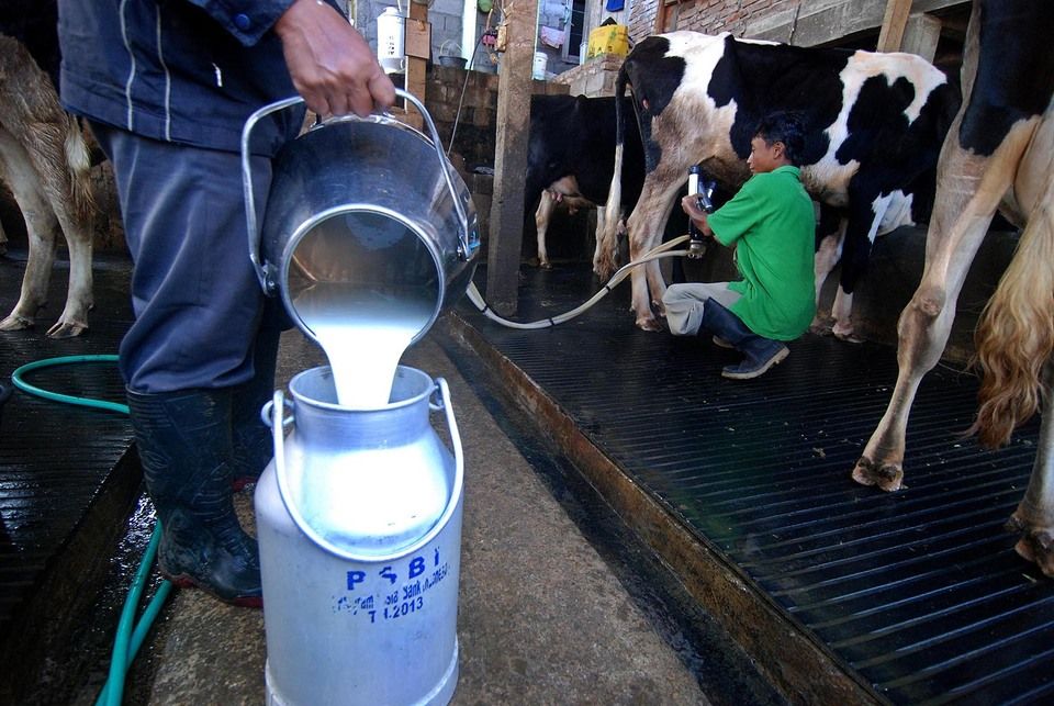 Produksi kebutuhan susu nasional