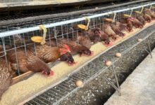 Pemerintah semakin serius mengakselerasi proyek hilirisasi ayam terintegrasi
