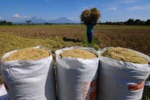 Pasokan Pangan Nasional Tetap Terjaga