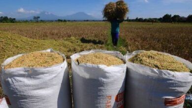 Pasokan Pangan Nasional Tetap Terjaga