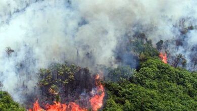Ilustrasi kebakaran hutan dan lahan (karhutla) di Kalimantan