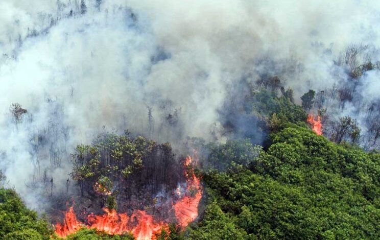 Ilustrasi kebakaran hutan dan lahan (karhutla) di Kalimantan