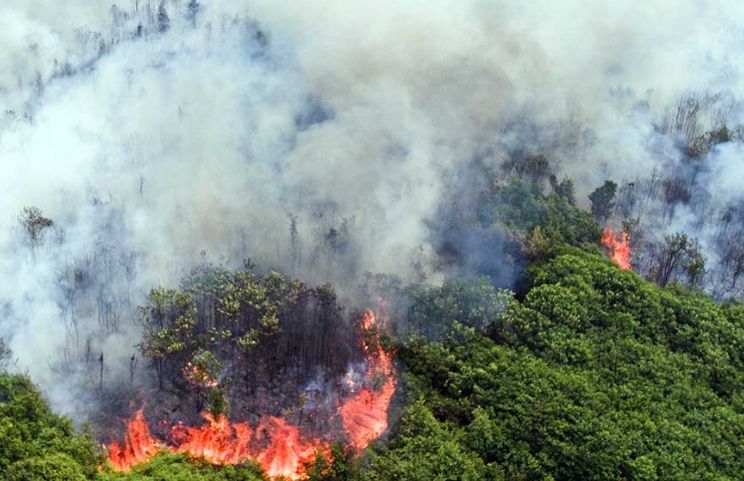 Kemenhut Cabut Izin Lima Perusahaan di Kalimantan Terkait Karhutla