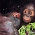 Satwa Liar Kaltim - Petugas BKSDA Kaltim saat mengevakuasi salah satu satwa liar yang terdampak kebakaran hutan untuk mendapatkan perawatan medis intensif.