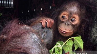 Satwa Liar Kaltim - Petugas BKSDA Kaltim saat mengevakuasi salah satu satwa liar yang terdampak kebakaran hutan untuk mendapatkan perawatan medis intensif.