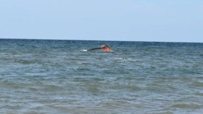 kapal imigran karam - Tim penyelamat melakukan pencarian korban kapal imigran karam di lepas pantai Djibouti yang menewaskan ratusan orang.